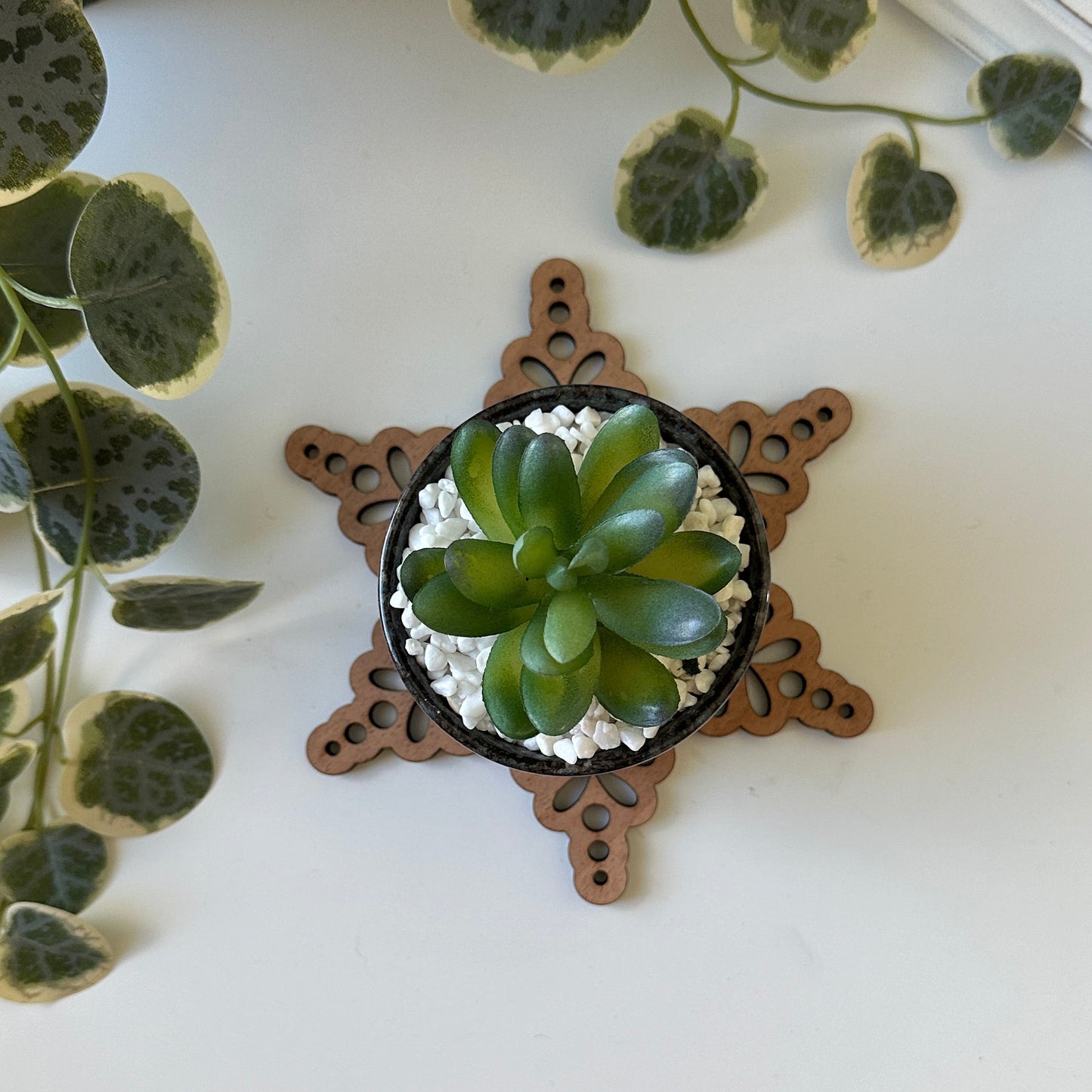 Small potted plant on a white surface with a decorative star-shaped triet